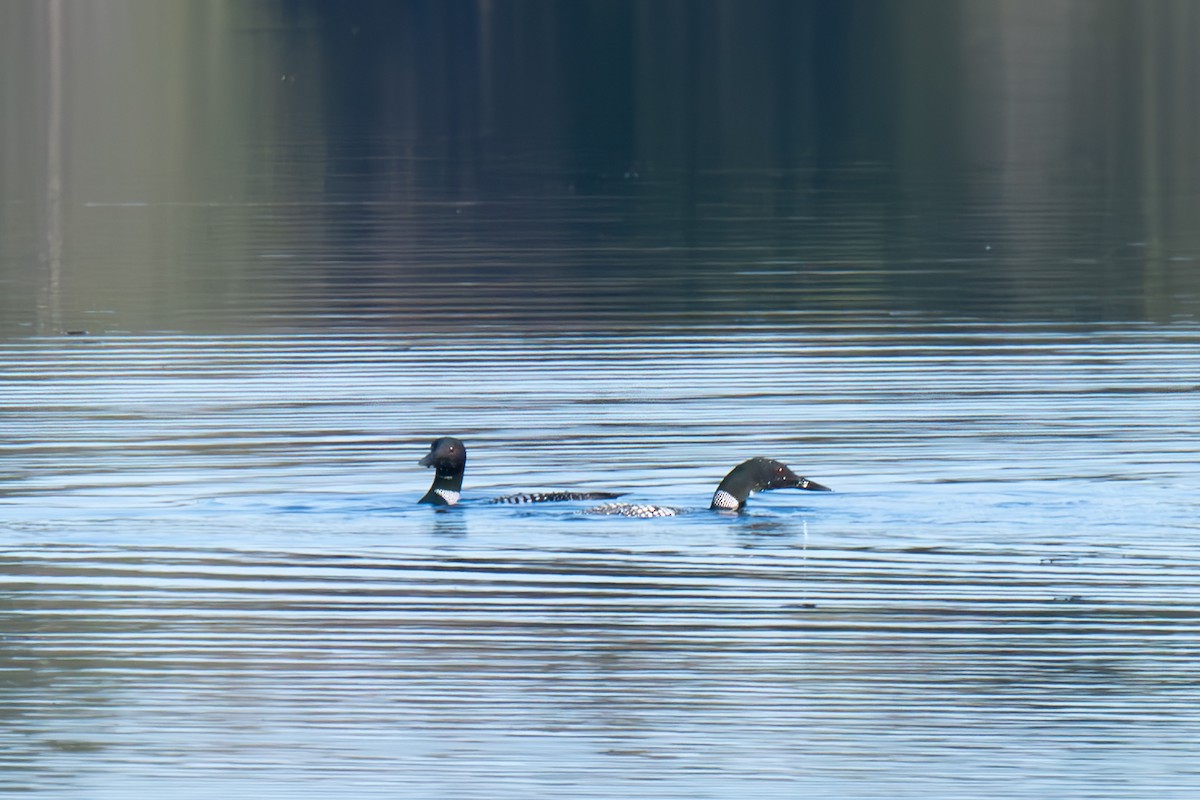 Common Loon - Warren Whaley