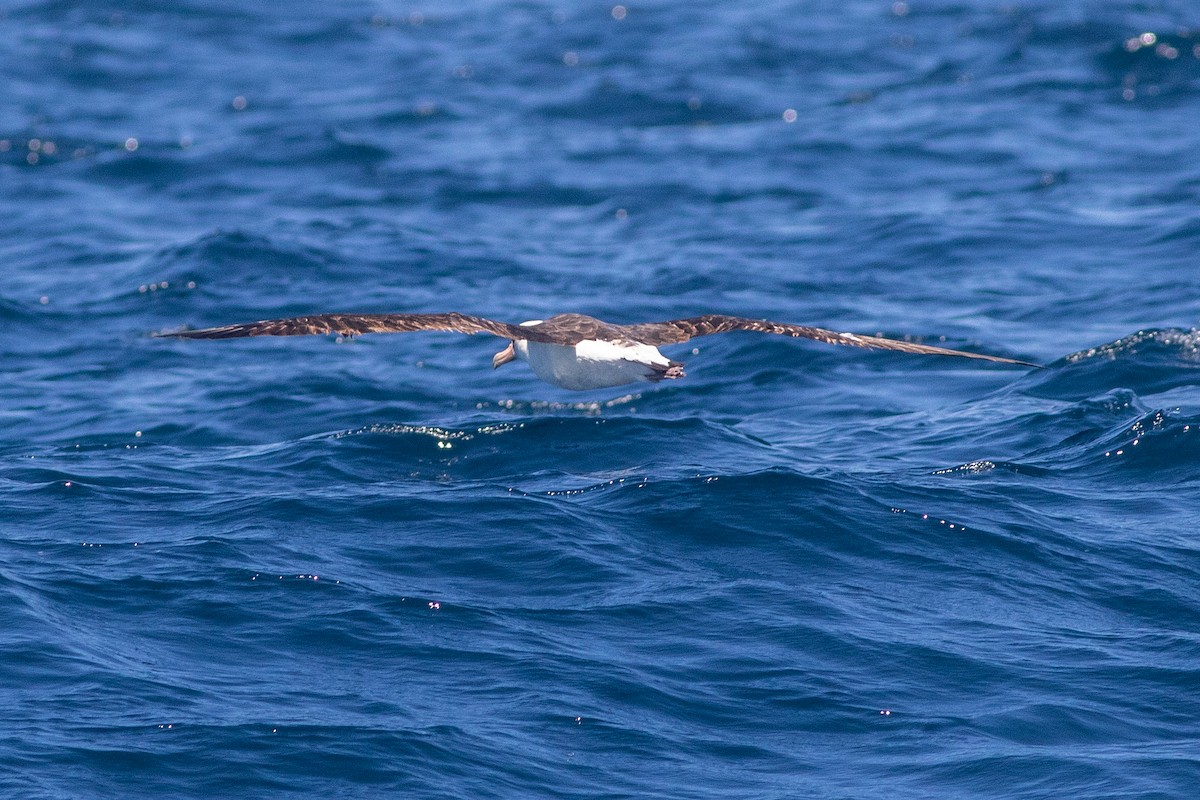 Laysan Albatross - Rob Fowler