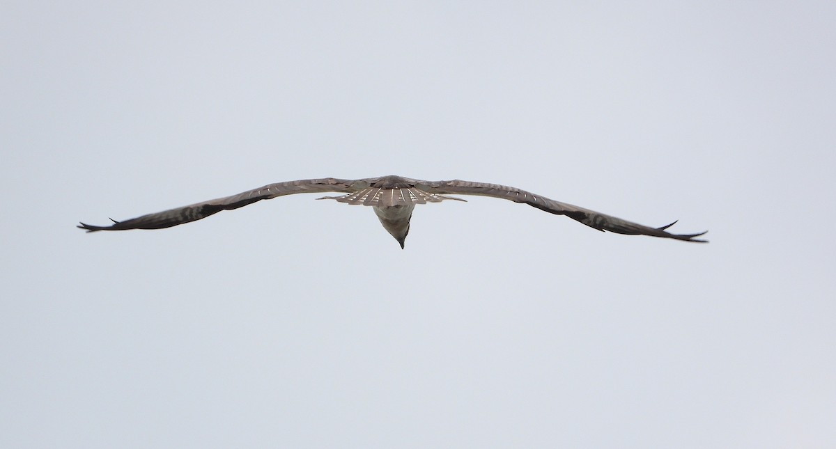 Osprey - Brian McKenney