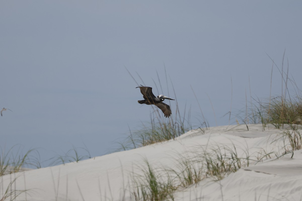 Brown Pelican - ML619064507