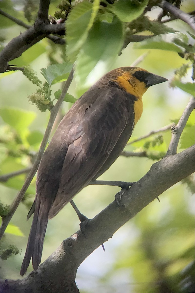 Yellow-headed Blackbird - Shai Mitra