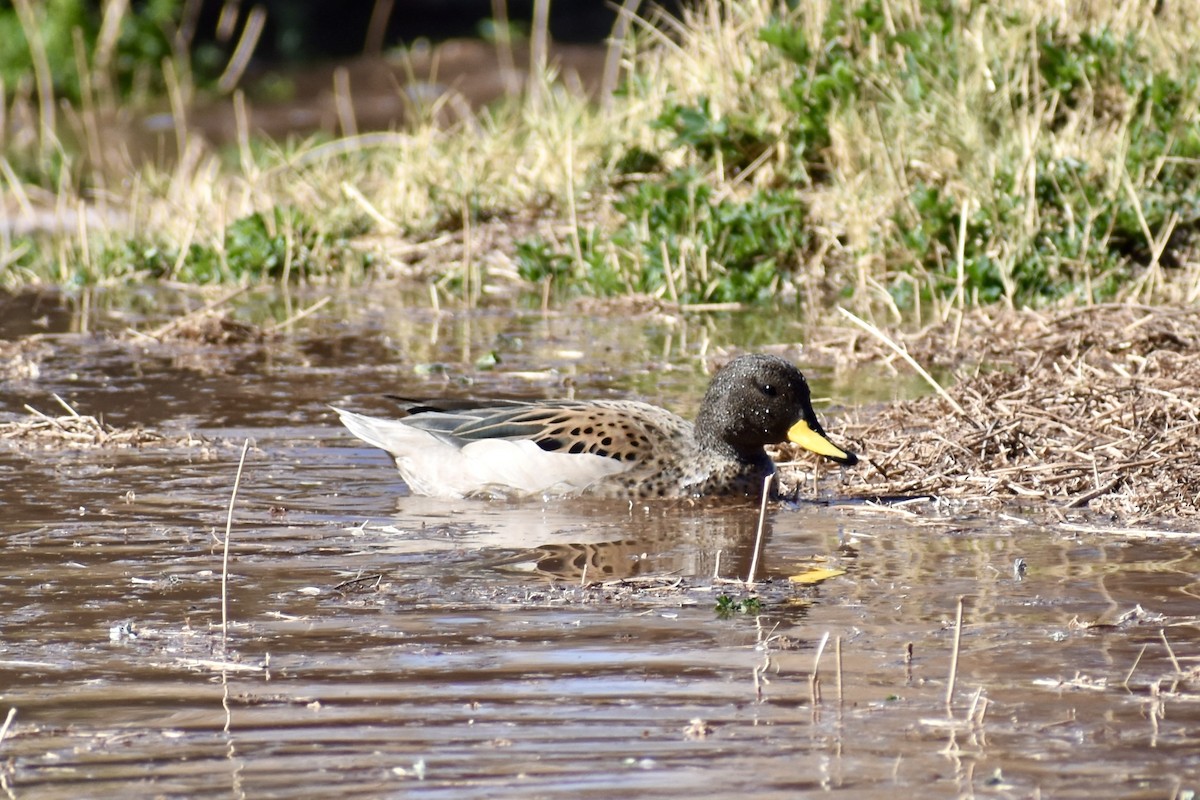 Yellow-billed Teal - ML619064539