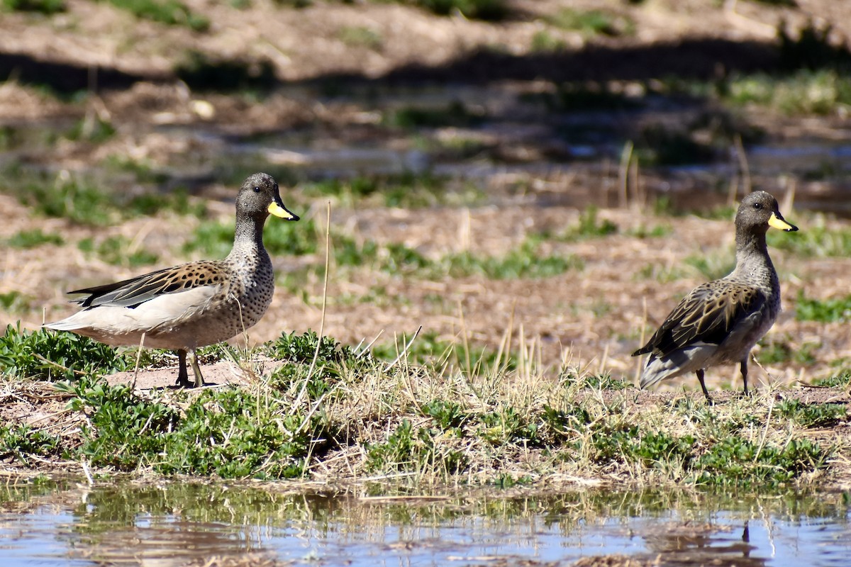 Yellow-billed Teal - ML619064540