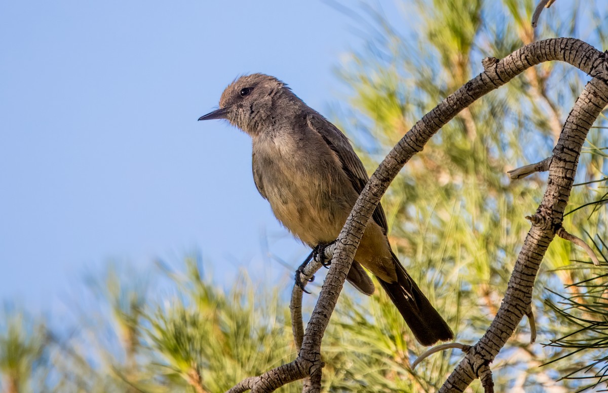 Say's Phoebe - ML619064545