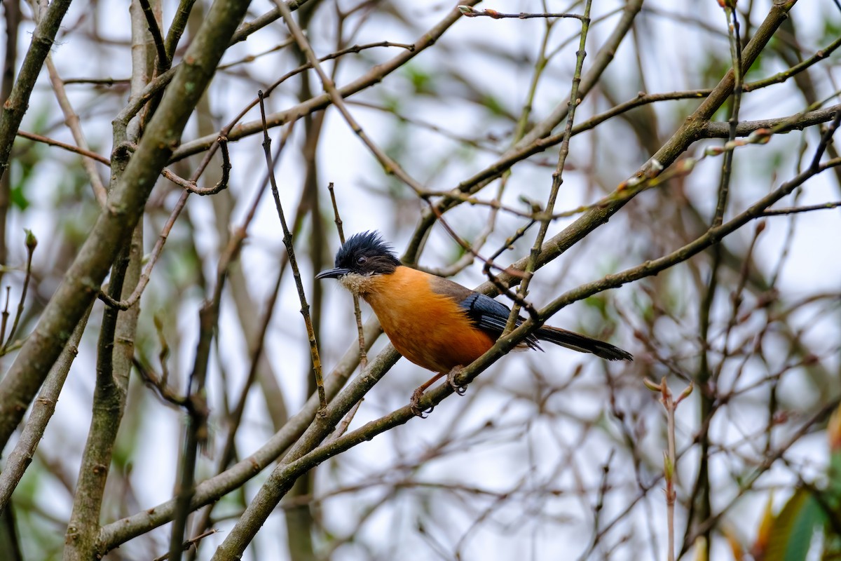 Rufous-backed Sibia - Nara Jayaraman