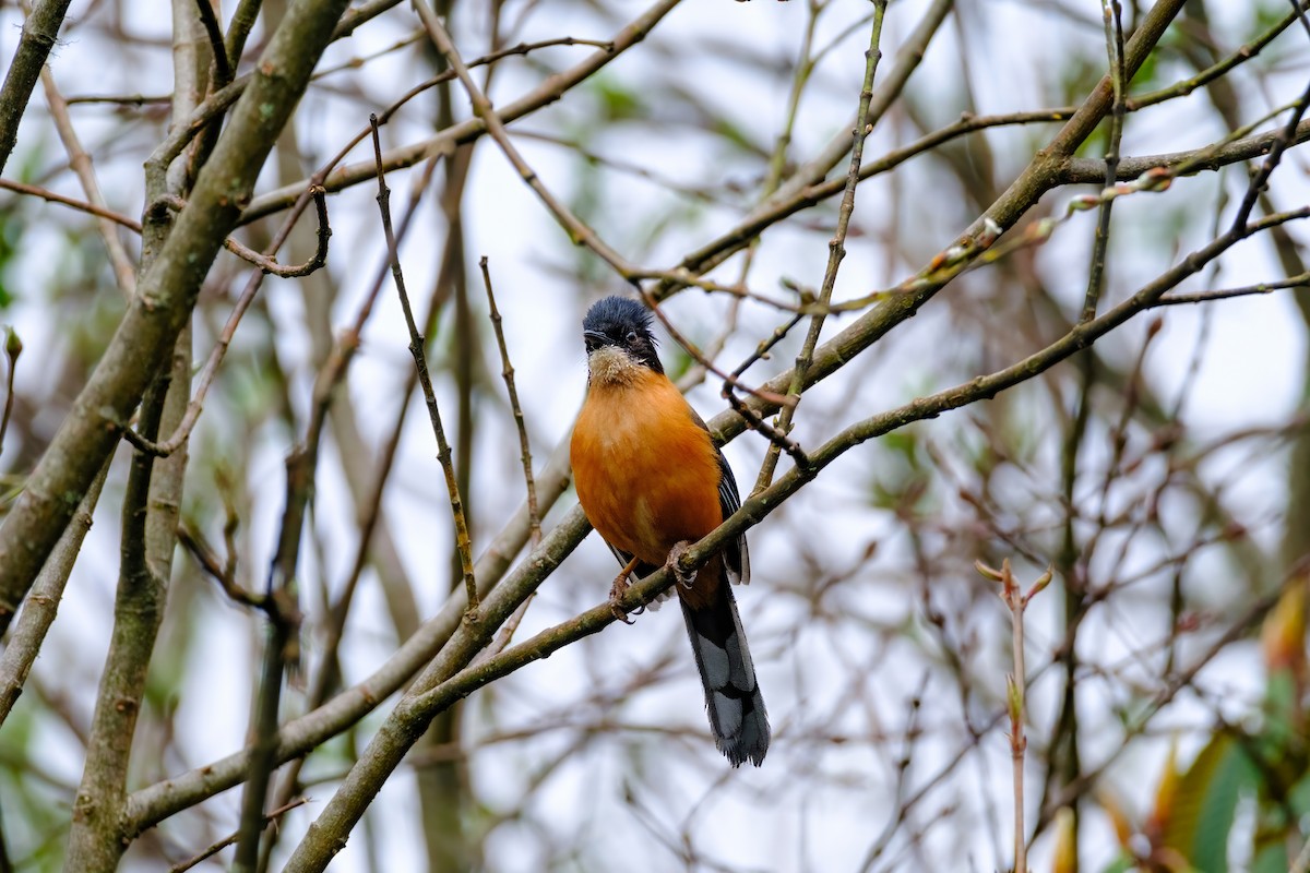 Rufous-backed Sibia - ML619064555