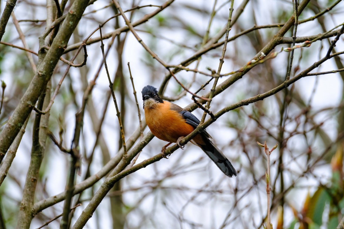 Rufous-backed Sibia - Nara Jayaraman