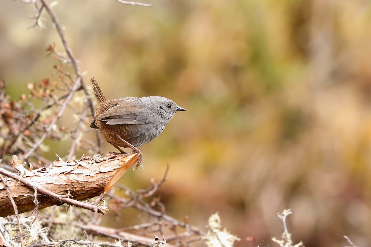 Jalca Tapaculo - Clayton Borzini