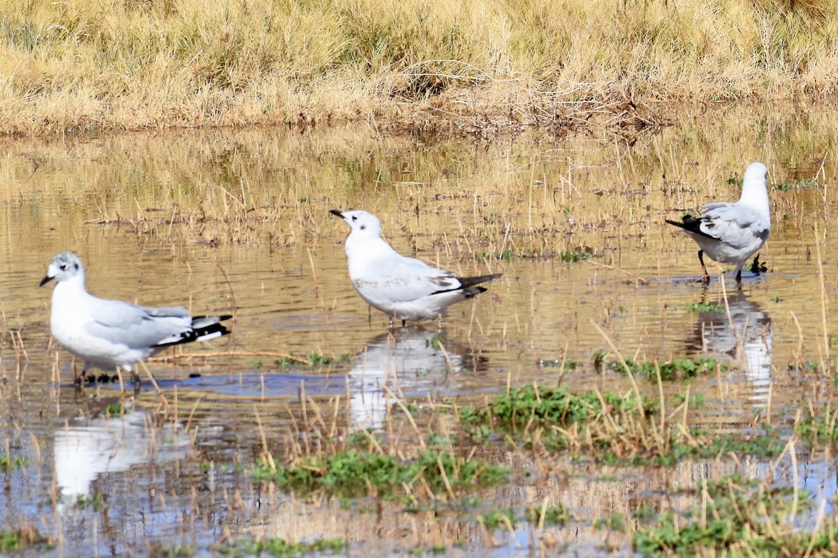 Andean Gull - Eduardo Sanhueza Mendez