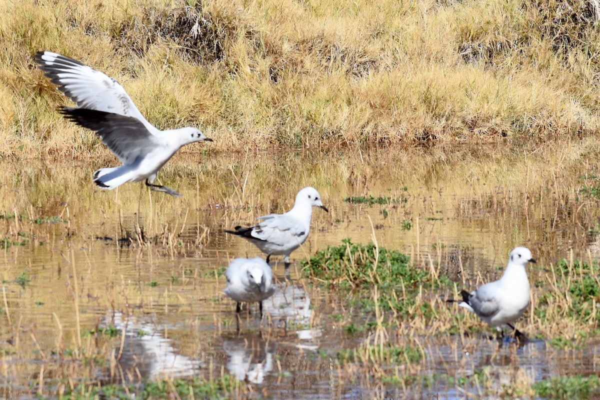 Andean Gull - Eduardo Sanhueza Mendez