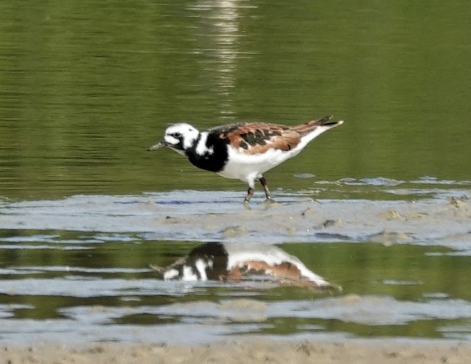 Ruddy Turnstone - Cathy Beck