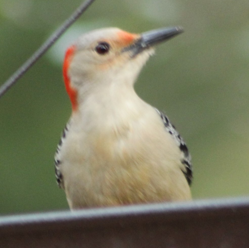 Red-bellied Woodpecker - Mark Hughes