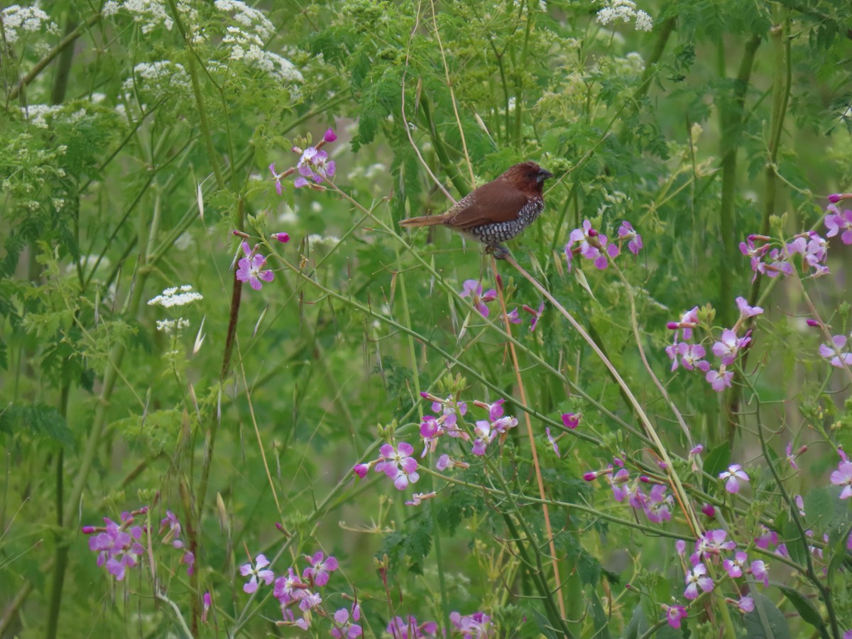 Scaly-breasted Munia - ML619064615