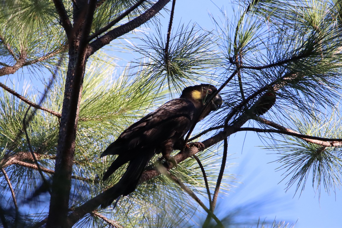 Yellow-tailed Black-Cockatoo - Gary Jackson