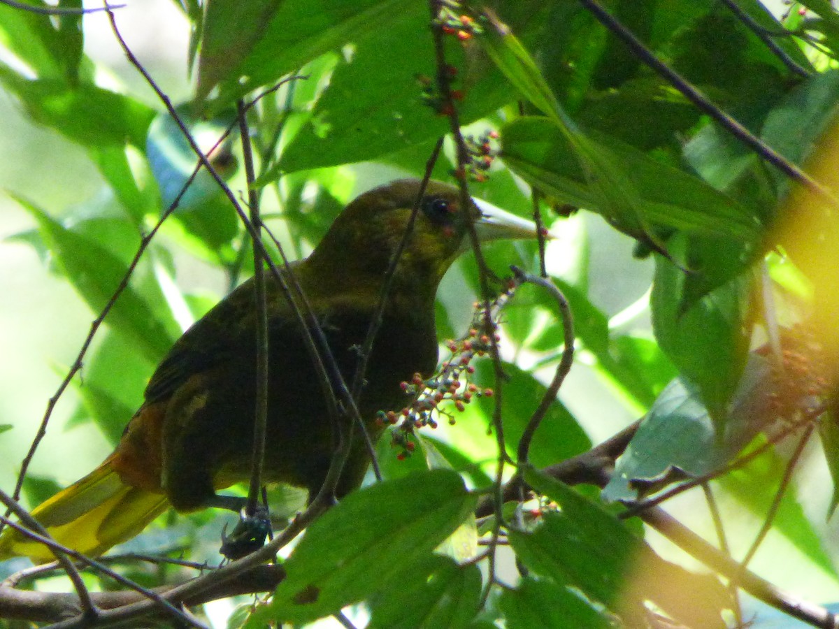 Dusky-green Oropendola - ML619064640