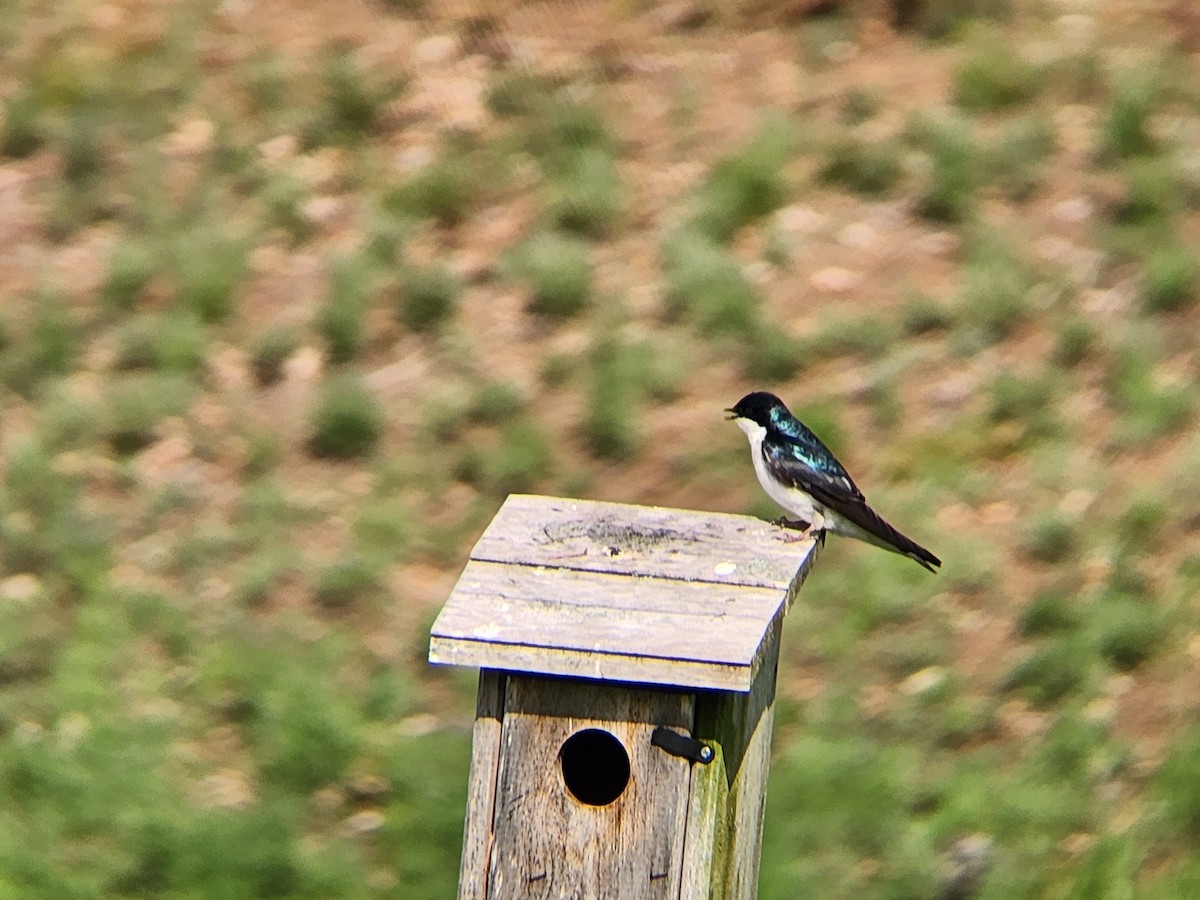 Tree Swallow - ML619064656