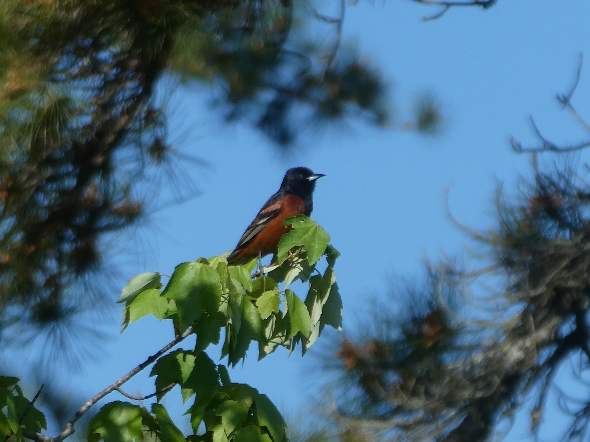 Orchard Oriole - ML619064663