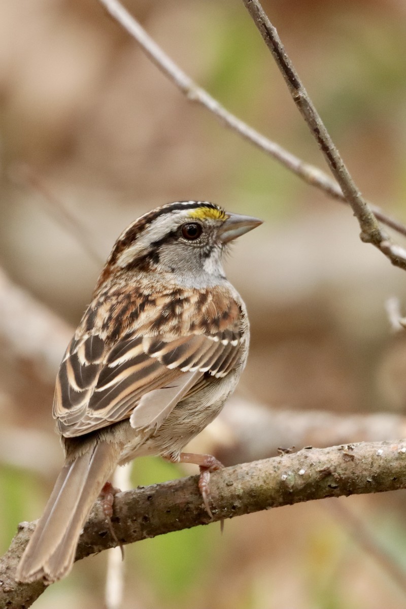 White-throated Sparrow - MacKenzie McKnight