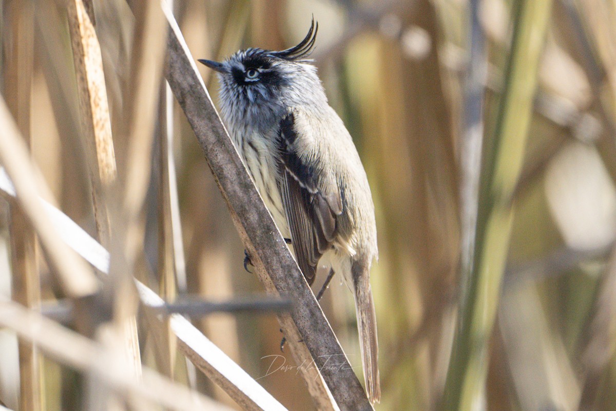 Tufted Tit-Tyrant - Darío de la Fuente - Chilean Nature