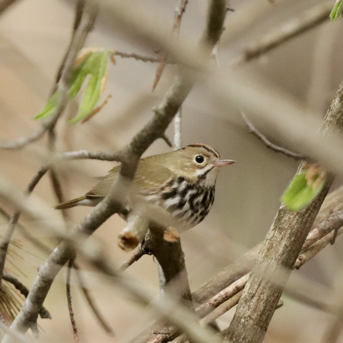 Ovenbird - MacKenzie McKnight