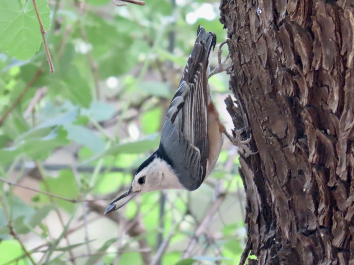 White-breasted Nuthatch - Carol Comeau