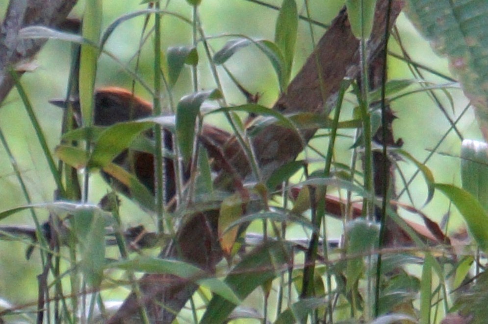 Azara's Spinetail - Pablo Perez - Perez