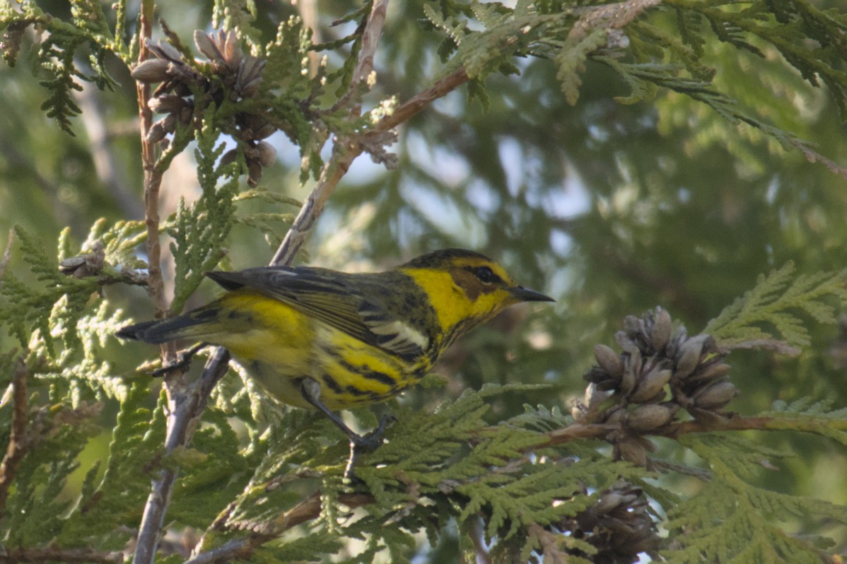 Cape May Warbler - Michael Drevininkas