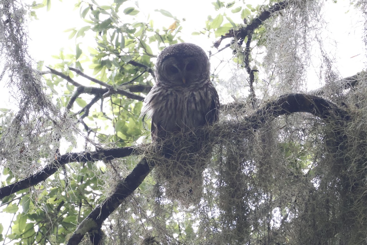 Barred Owl - Mathieu Soetens