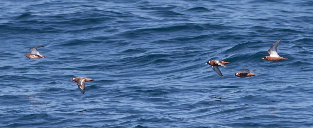 Red Phalarope - ML619064743