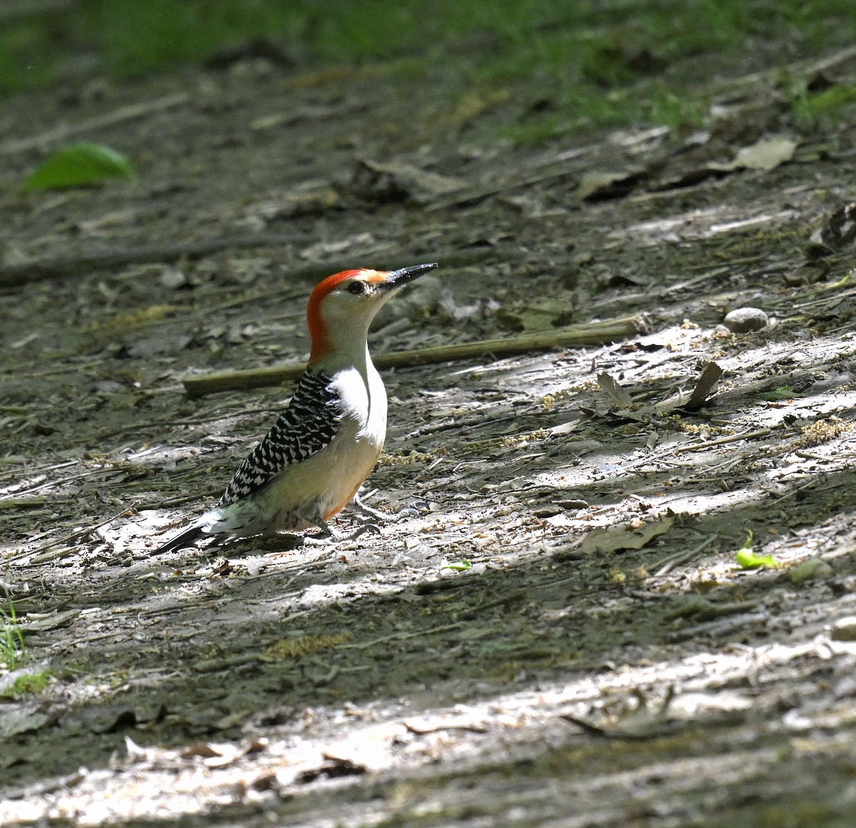 Red-bellied Woodpecker - Eric Titcomb