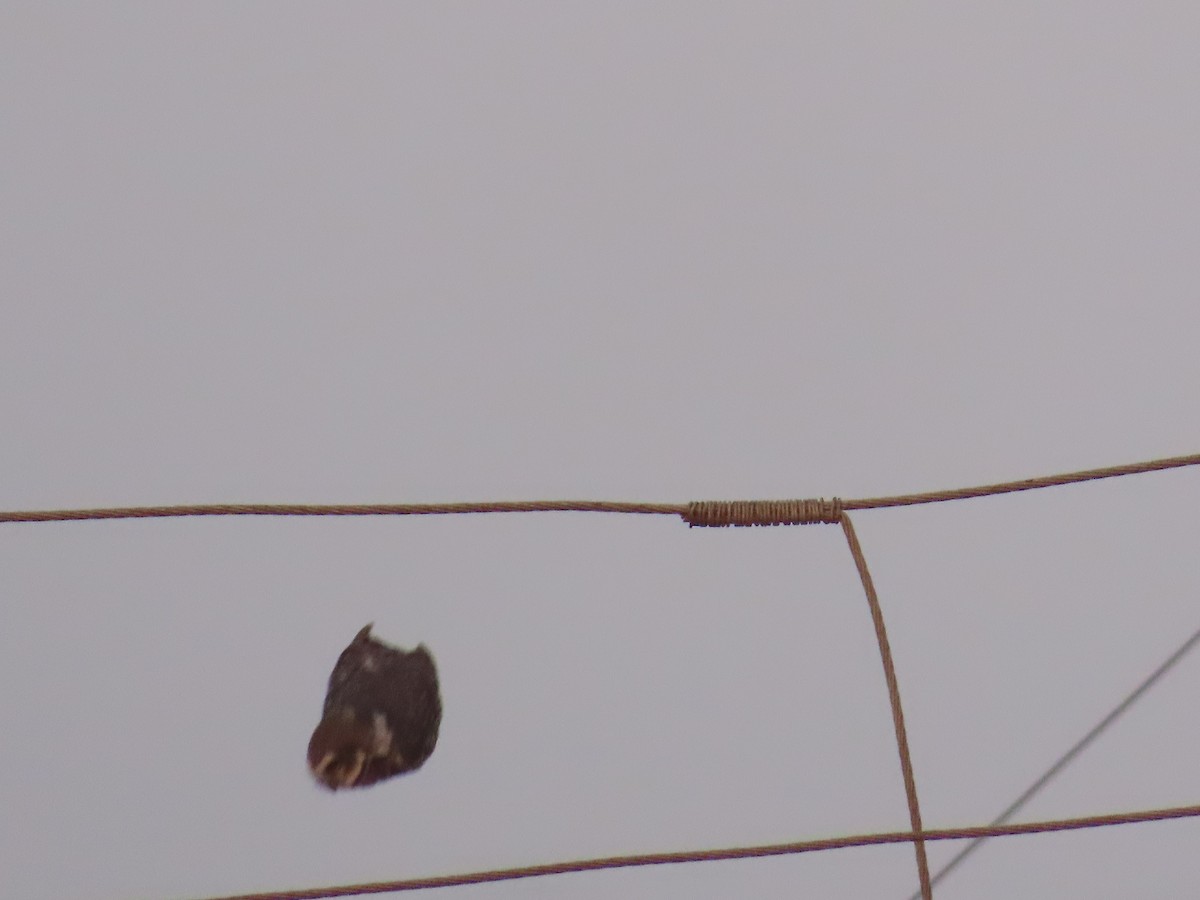 Spotted Owlet - Shilpa Gadgil