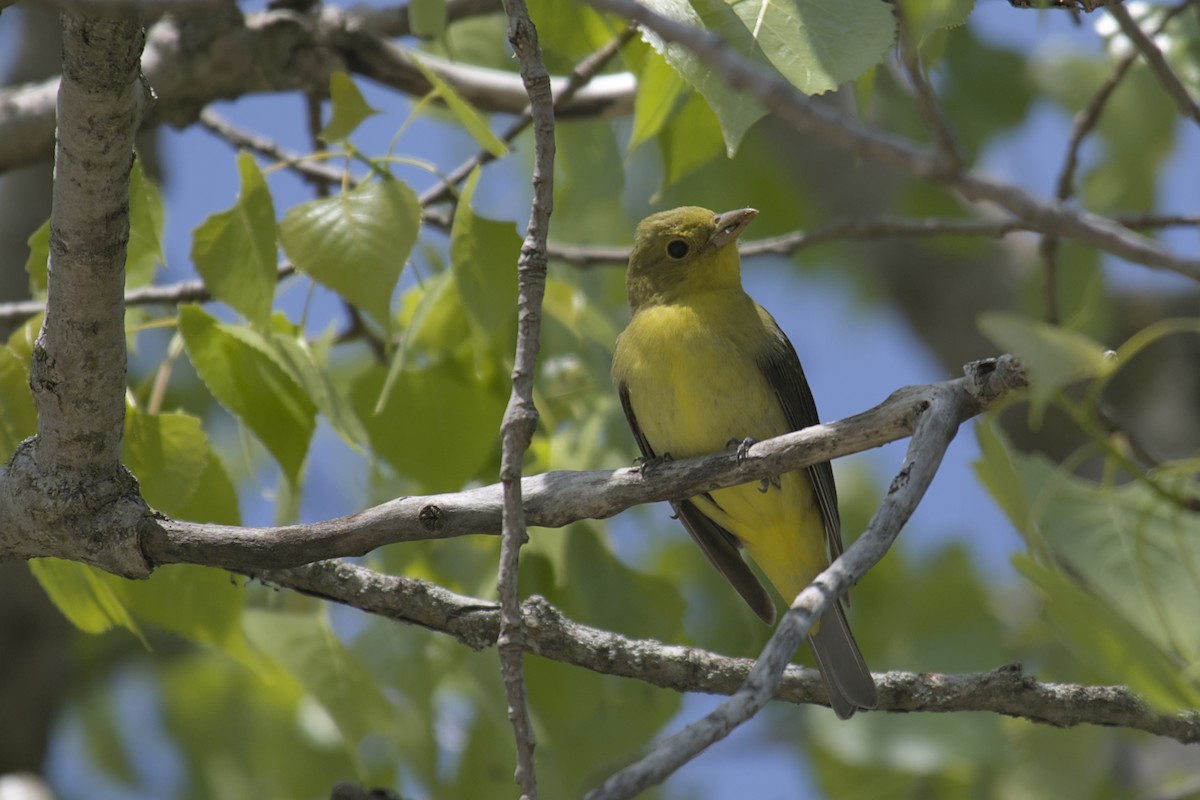 Scarlet Tanager - Michael Drevininkas