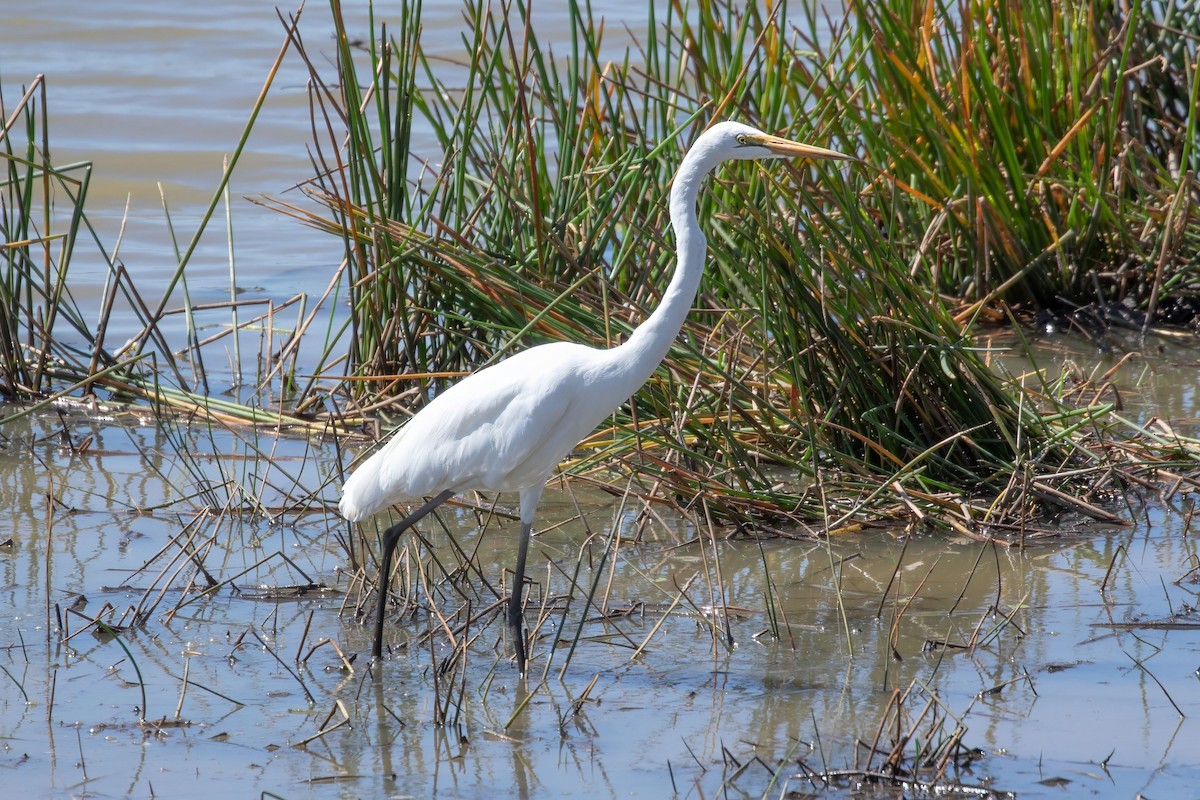 Great Egret (modesta) - JK Malkoha