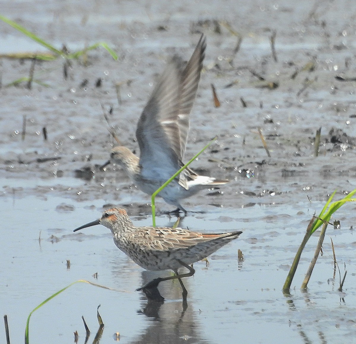 Stilt Sandpiper - Marvin frabricio Rivera González