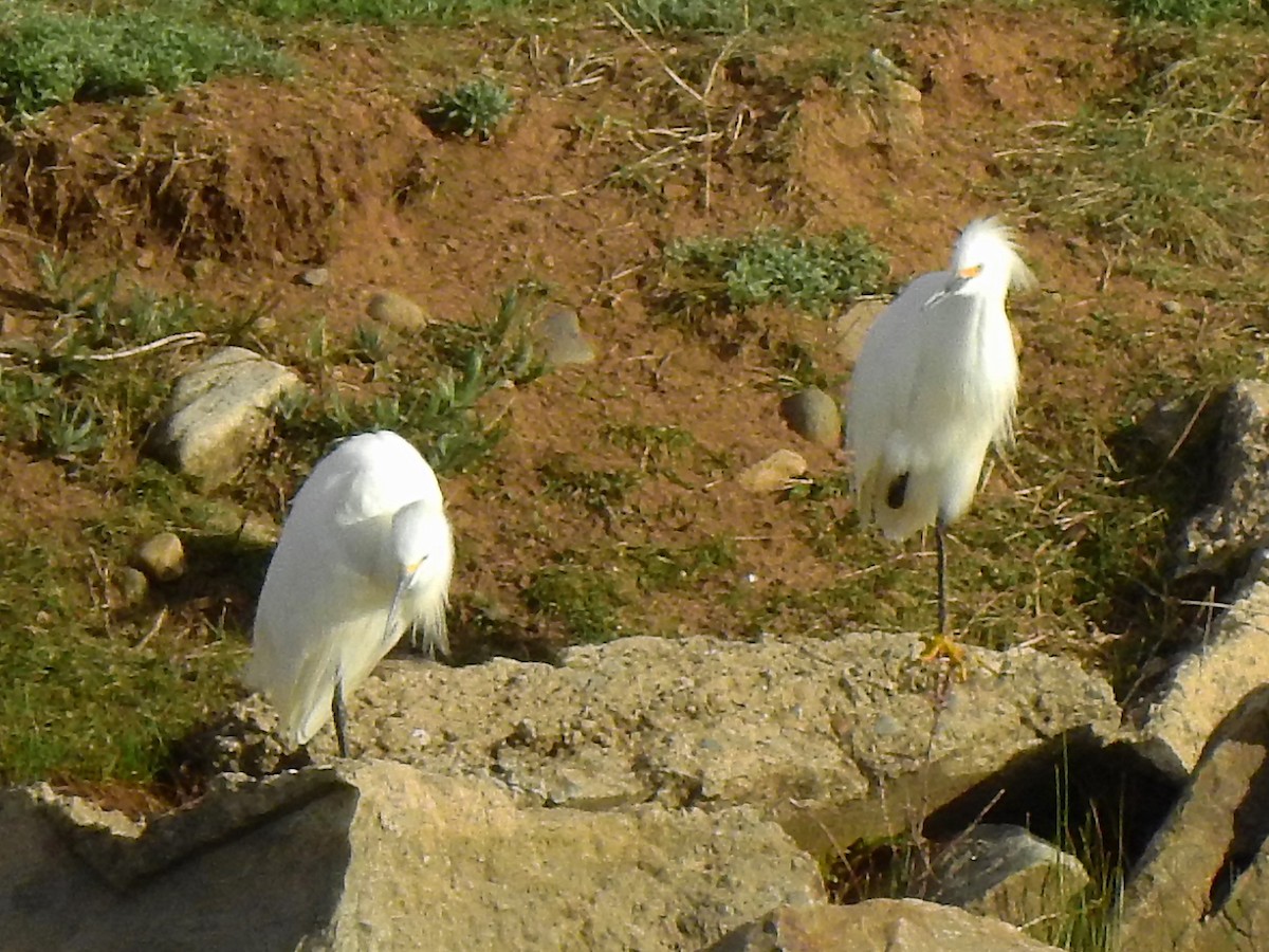 Snowy Egret - ML619064813