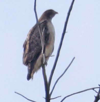 Red-tailed Hawk - George Nothhelfer