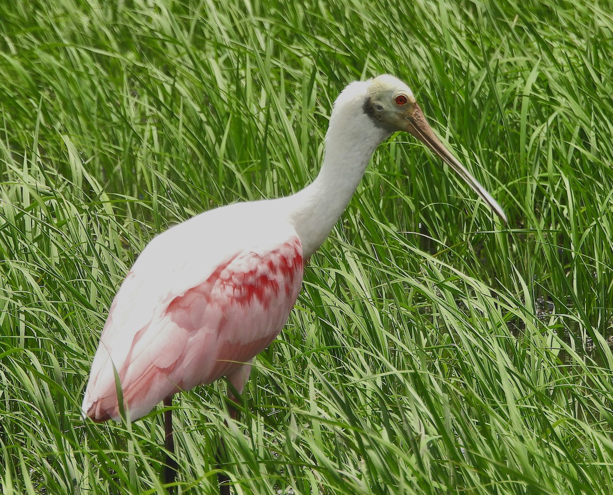 Roseate Spoonbill - Marvin frabricio Rivera González