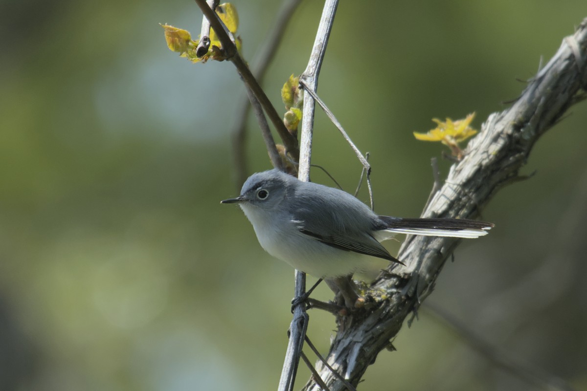 Blue-gray Gnatcatcher - Michael Drevininkas