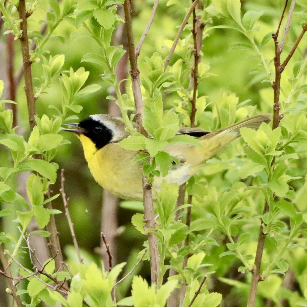 Common Yellowthroat - ML619064836