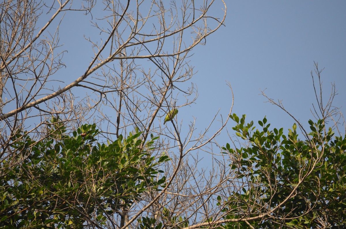 Pacific Parrotlet - Bruno Díaz