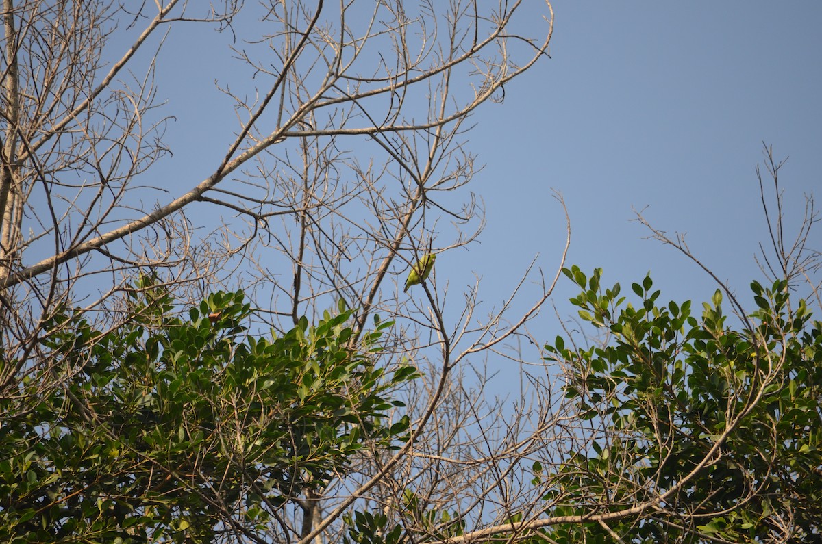 Pacific Parrotlet - Bruno Díaz