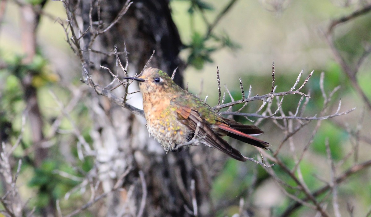 kolibřík perijský - ML619064868