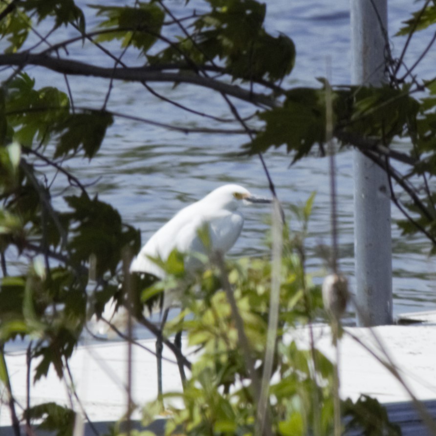 Snowy Egret - Luke Deneson