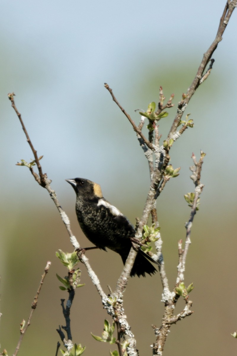 Bobolink - MacKenzie McKnight