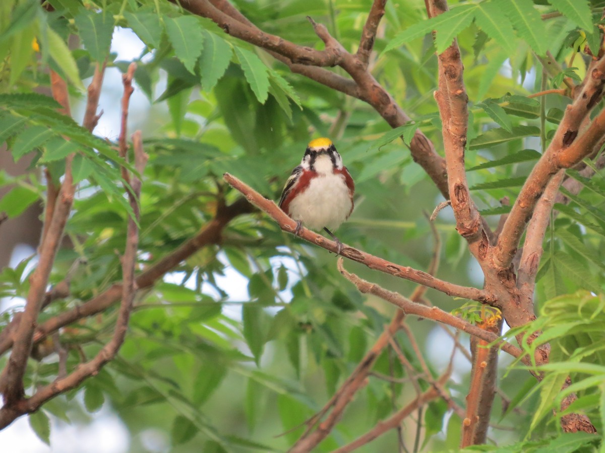 Chestnut-sided Warbler - Ethan Maynard