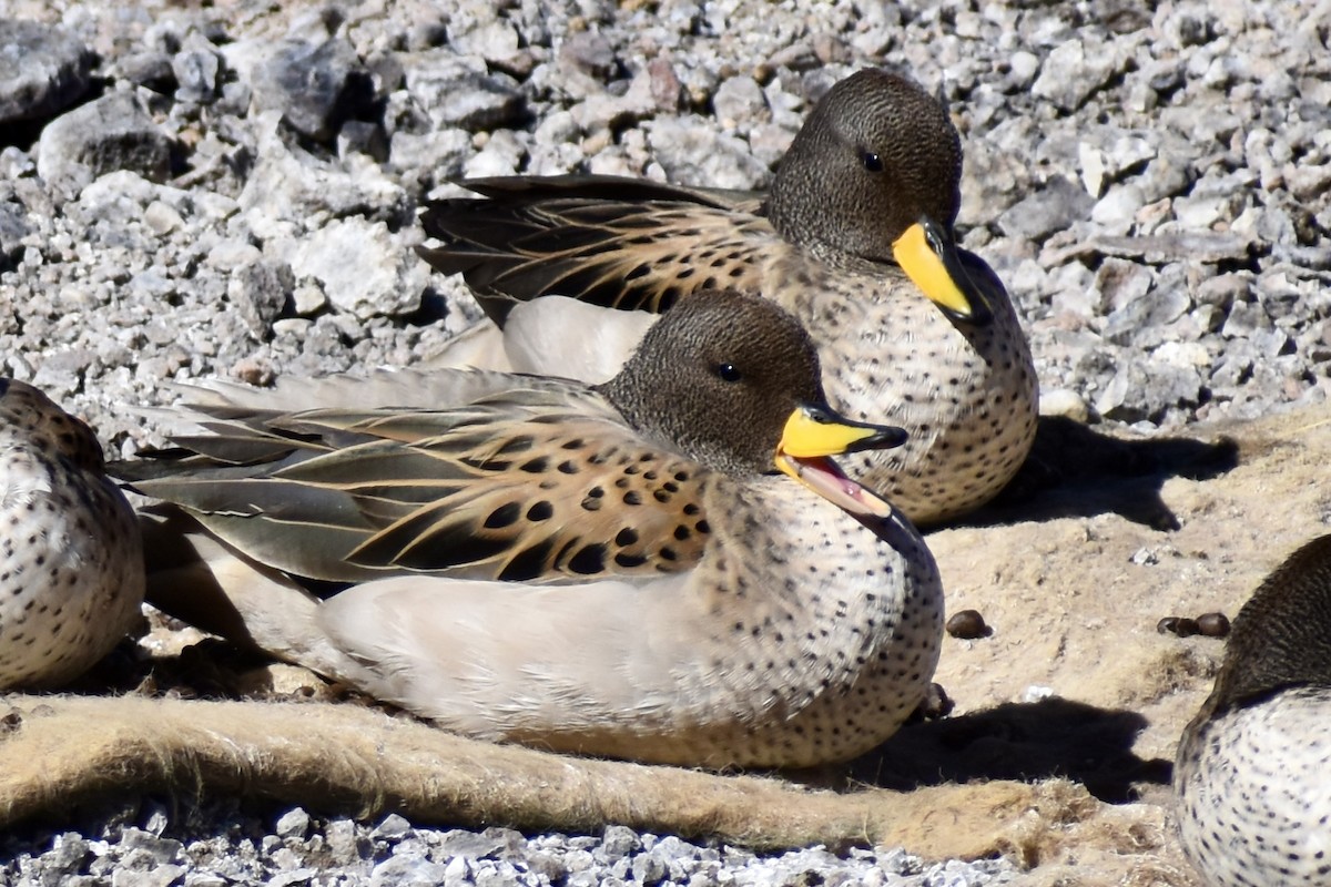 Yellow-billed Teal - ML619064942