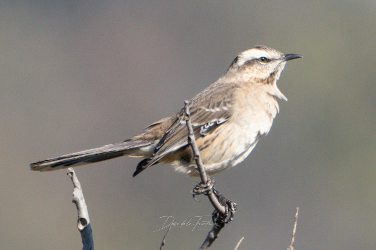 Chilean Mockingbird - Darío de la Fuente - Chilean Nature