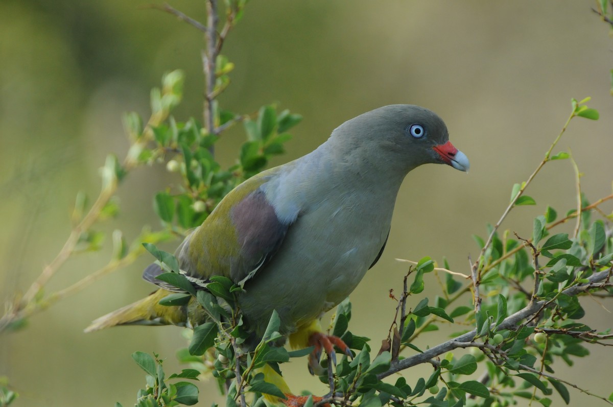African Green-Pigeon - Dominic More O’Ferrall