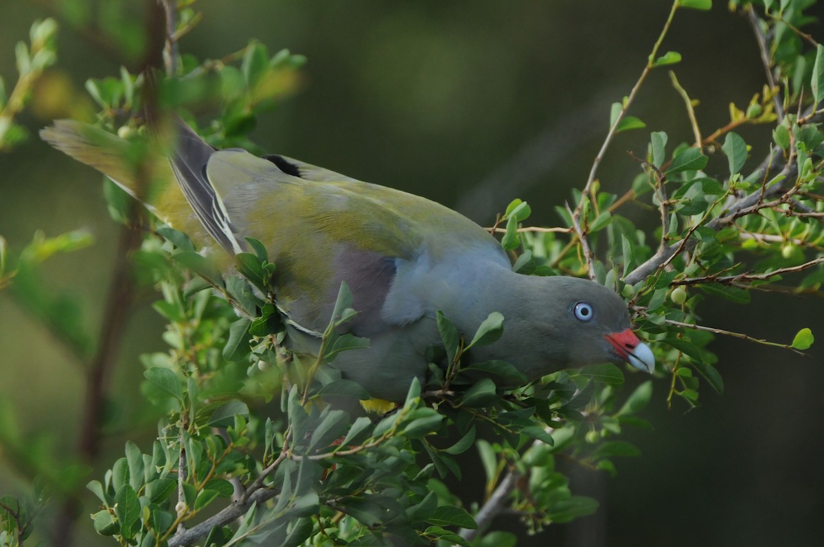African Green-Pigeon - Dominic More O’Ferrall