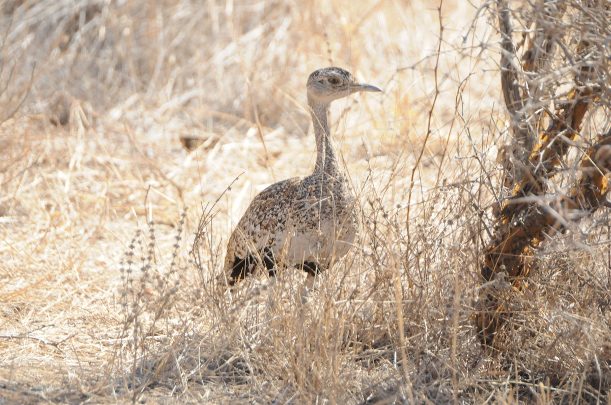 Red-crested Bustard - ML619064963